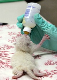 Bottle feeding kitten image