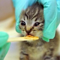 Feeding kitten solid food