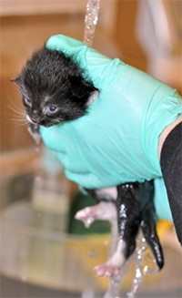 Bathing Kitten